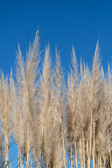 Fototapeta premium Ears of pampas grass shining in the blue sky
