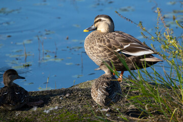 Fototapeta premium Spot‐billed duck and Eurasian Teal on the rocks next to the pond. Its scientific name is Anas zonorhyncha and Anas crecca. 
