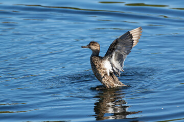 A common teal spreads its wings wide on the surface of the water. Its scientific name is Anas crecca.