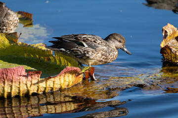 Female Common Teal peering over the water from the top of a Victoria amazonica in the pond. Its...