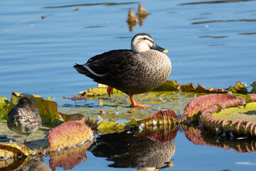 Spot‐billed duck standing on dead Victoria amazonica in the pond. Its scientific name is Anas zonorhyncha.