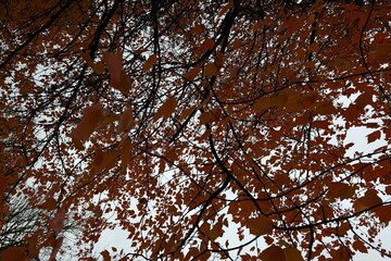 Autumn leaves background. Red Maple leaves on sky background