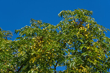 Melia azedarach, commonly known as the chinaberry tree, is called Sendan in Japan.