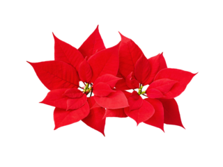 Christmas red poinsettia flowers isolated on white or transparent background