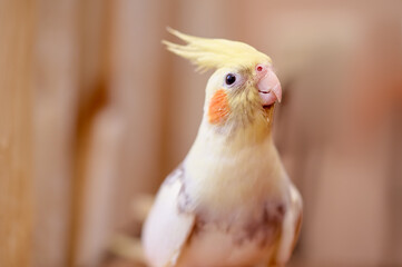 Bird pets. White Grey Yellow Corella Parrot (Nymphicus hollandicus).