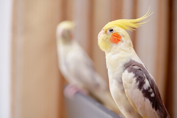 Bird pets. White Grey Yellow Corella Parrot (Nymphicus hollandicus).