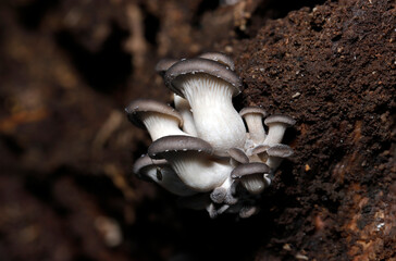 重なり合うように育つまだ未熟の天然野生のおいしいヒラタケ幼菌群（ストロボ＋マクロ撮影）