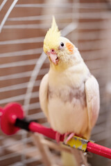 Bird pets. White Grey Yellow Corella Parrot (Nymphicus hollandicus).