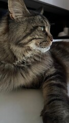 A close-up of a Maine Coon cat displaying a poised profile. Its ears are perked, gaze focused off-camera, and a relaxed paw rests forward, exuding calm confidence and feline majesty