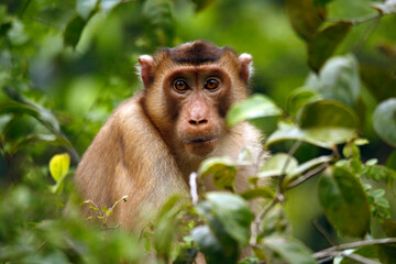 Southern Pig-tailed Macaque (Macaca nemestrina, aka Sundaland Pig-tailed Macaque, Sunda Pig-tailed Macaque) in Foliage, Looking into the Camera. Kinabatangan River, Sukau, Sabah Borneo, Malaysia