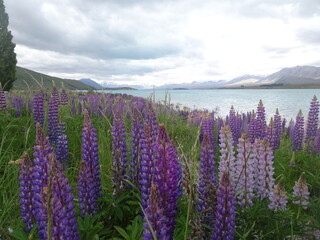 Fototapeta premium Lac Tekapo Nouvelle Zélande Lupins