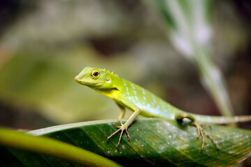 Green Crested Lizard (Bronchocela cristatella) on a Leaf. Danum Valley, Sabah. Borneo, Malaysia