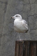 pirate seagull