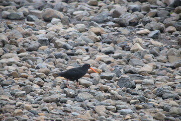 Lac Tekapo Nouvelle Zélande Lupins