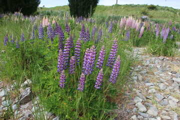 Fototapeta premium Lac Tekapo Nouvelle Zélande Lupins