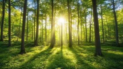 Obraz premium A serene forest scene with sunlight filtering through lush green trees, casting long shadows.