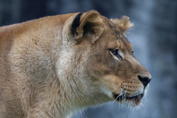 lioness profile