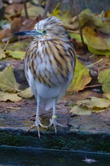 autumn heron
