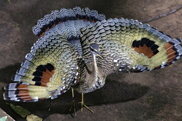 sunbittern