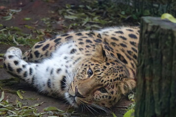 playing leopard