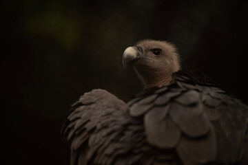 Close-up of a majestic vulture, showcasing its intricate plumage.