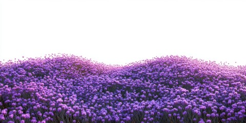 Naklejka premium Purple Flower Field Blooming Meadow Spring Flowers Nature Background