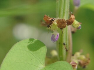 Ants on flower plant