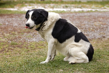 Village dog. Dog in the countryside. Old sad sick dog.