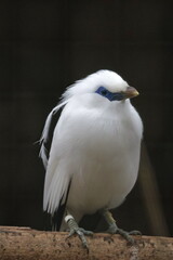 bali myna