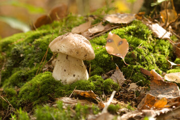 Boletus edulis, Mushrooms in the forest. Forest mushroom background on a  autumn with oak leaf.
