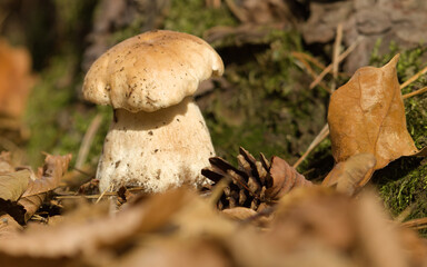 Boletus edulis, Mushrooms in the forest. Forest mushroom background on a  autumn with oak leaf.