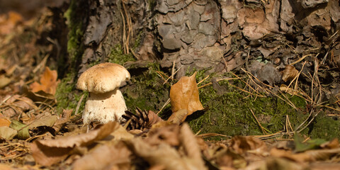 Boletus edulis, Mushrooms in the forest. Forest mushroom background on a  autumn with oak leaf.