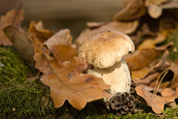Boletus edulis, Mushrooms in the forest. Forest mushroom background on a  autumn with oak leaf.