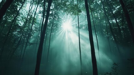 Naklejka premium A dense forest emitting mist and oxygen as sunlight filters through tall trees