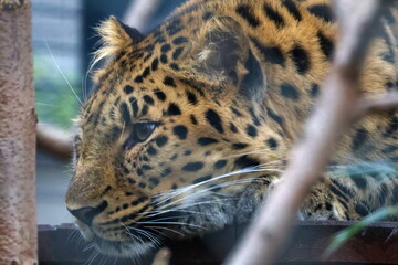 vigilant leopard