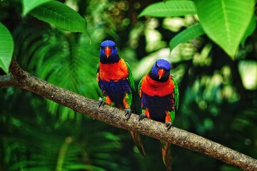 Two rainbow lorikeet parrots sitting on a branch.