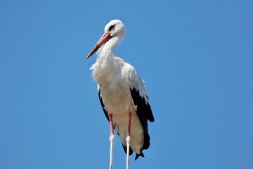 Stork