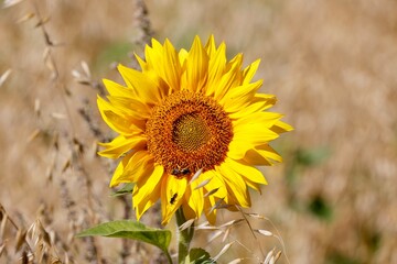 sunflower field in summer