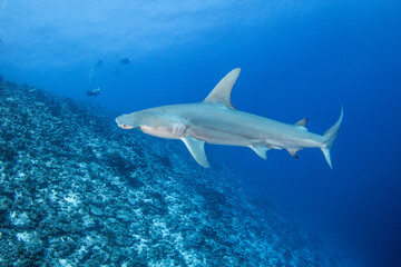 Hammerhead shark, French Polynesia