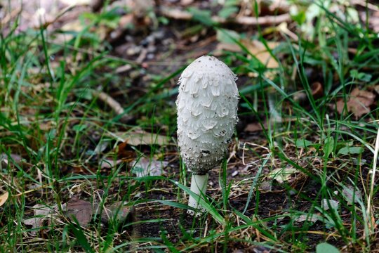mushrooms in the grass