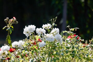flowers in the garden