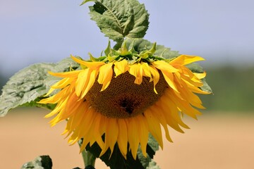 sunflower in the garden