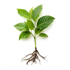 Kratom Plant Roots Green Leaves Isolated White Background Herbal Medicine Botany Nature