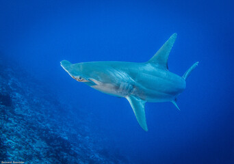 Hammerhead shark, French Polynesia