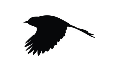 Obraz premium Flying Abbott's babbler Bird Silhouette Design And Vector Illustration. 