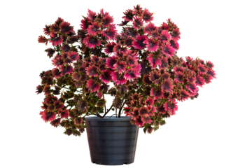 Coleus Forskohlii, Painted Nettle or Plectranthus scutellarioides growing in black plastic pot isolated on white background included clipping path.