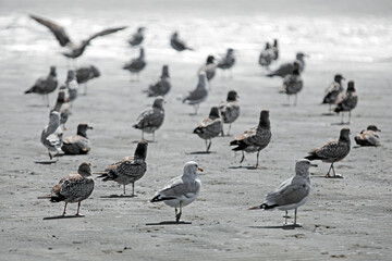 Viele Möwen