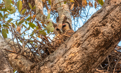 Verreaux's Eagle Owl Sitting on its Nest in South Africa