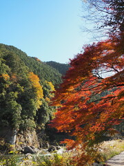 御岳渓谷の秋風景