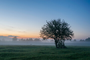 Obraz premium tree in the field